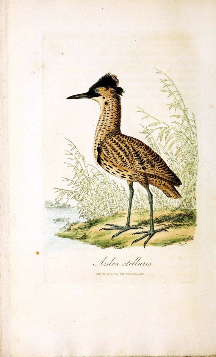 British ornithology :.London :Printed for the author by W. and S. Graves and sold by Sherwood, Neely, and Jones,1821.  | Birds "Great Britain"  | Vintage Print Reproduction 464540