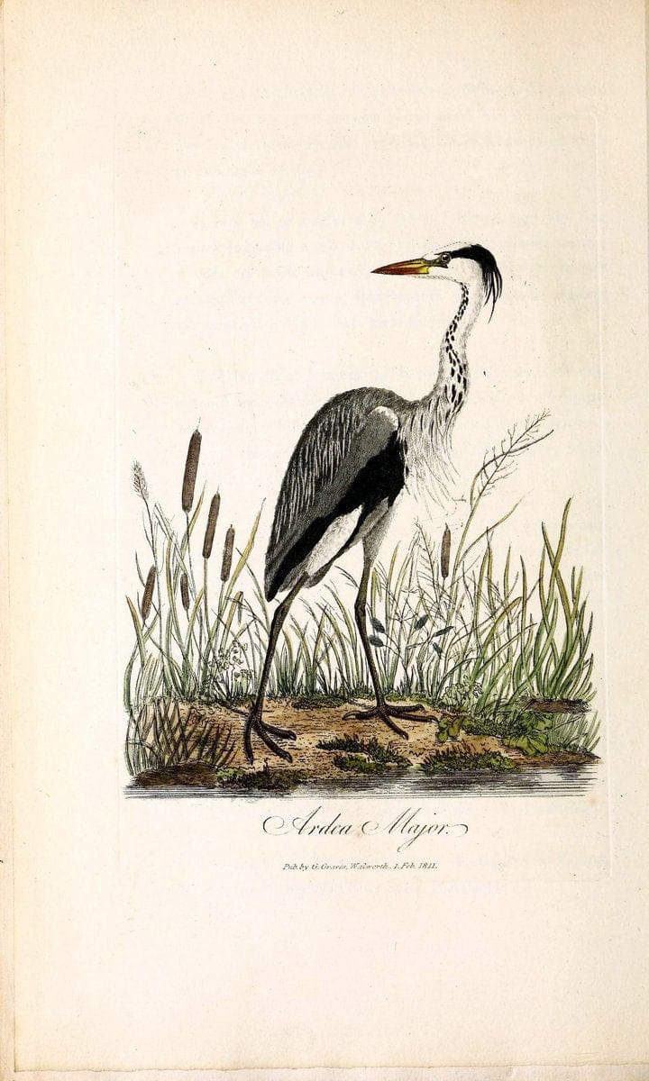 British ornithology :.London :Printed for the author by W. and S. Graves and sold by Sherwood, Neely, and Jones,1821.  | Birds "Great Britain"  | Vintage Print Reproduction 464541