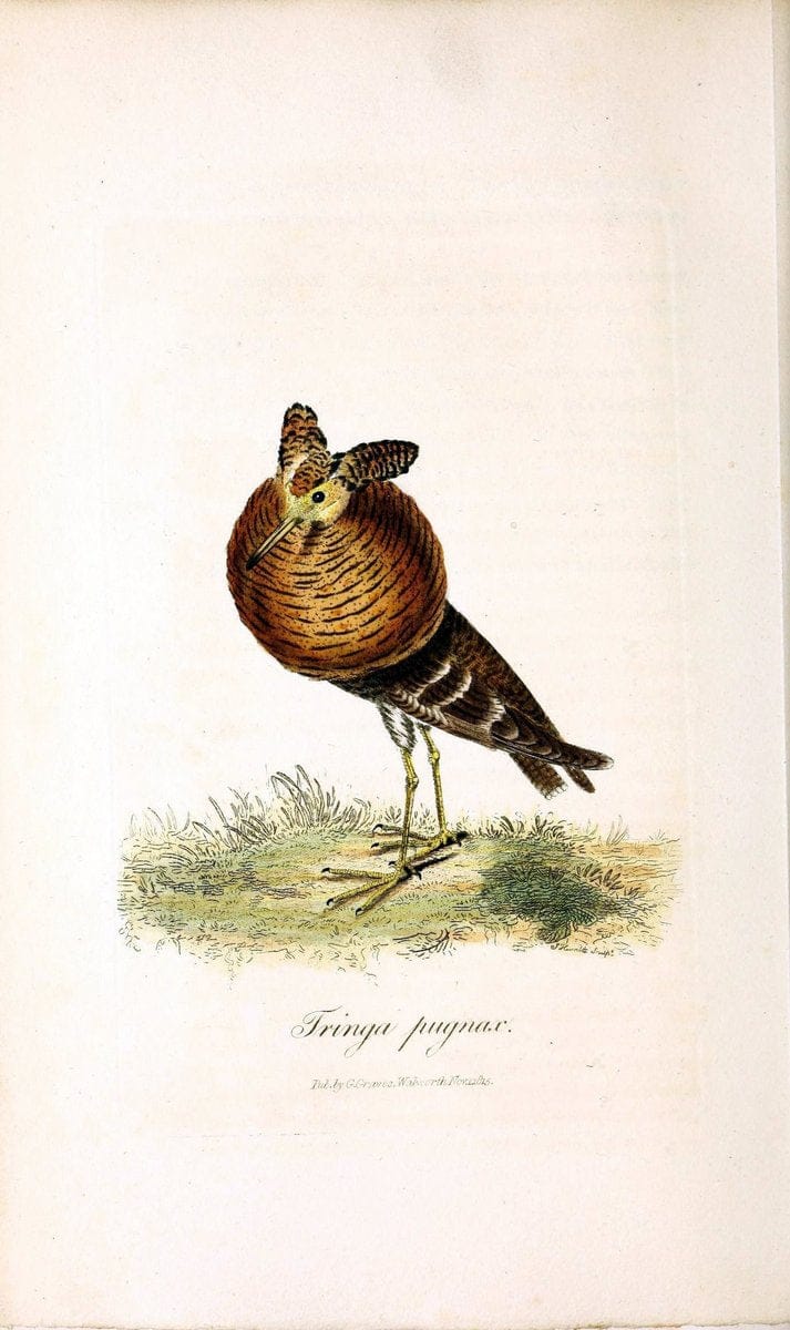 British ornithology :.London :Printed for the author by W. and S. Graves and sold by Sherwood, Neely, and Jones,1821.  | Birds "Great Britain"  | Vintage Print Reproduction 464543