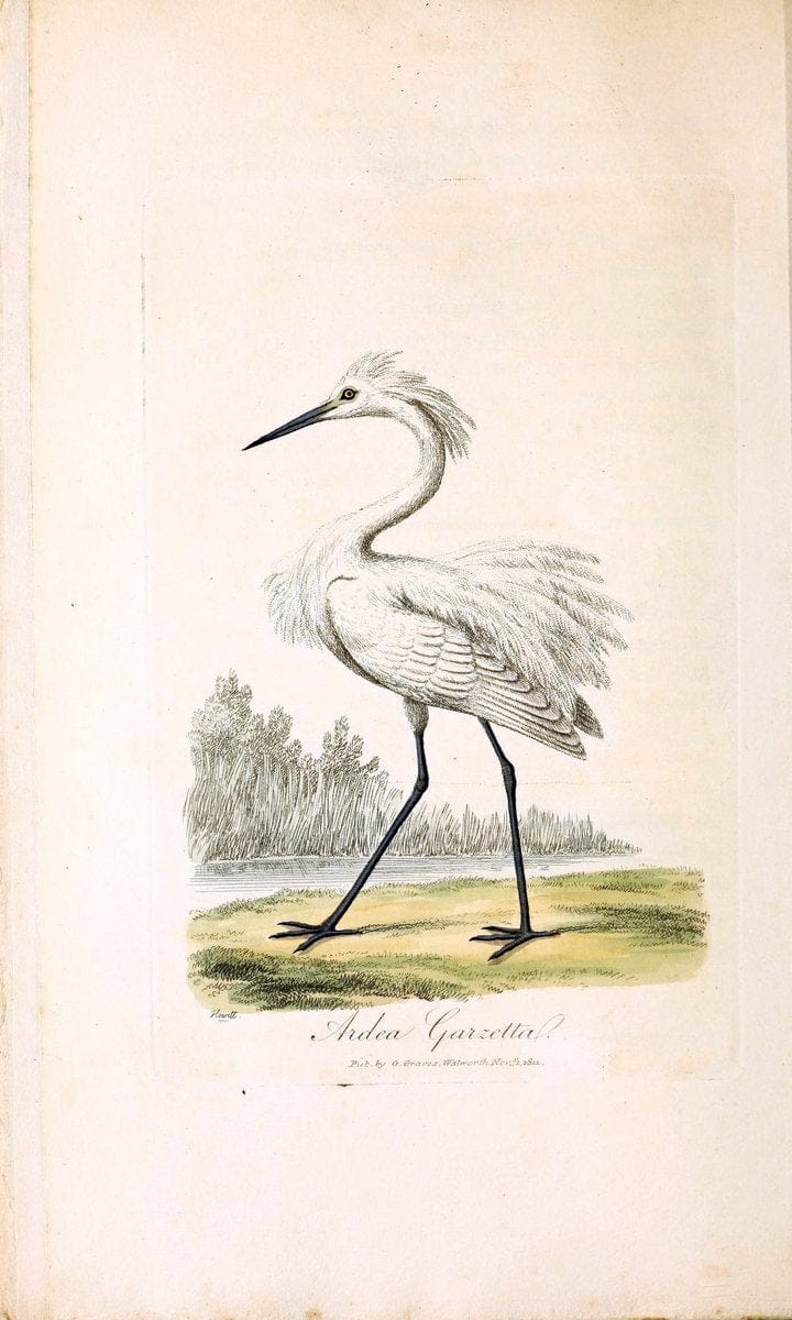 British ornithology :.London :Printed for the author by W. and S. Graves and sold by Sherwood, Neely, and Jones,1821.  | Birds "Great Britain"  | Vintage Print Reproduction 464545