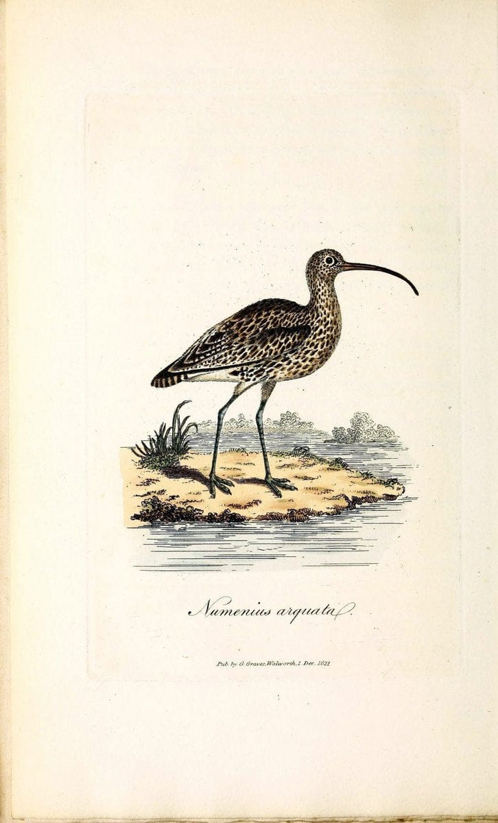 British ornithology :.London :Printed for the author by W. and S. Graves and sold by Sherwood, Neely, and Jones,1821.  | Birds "Great Britain"  | Vintage Print Reproduction 464546