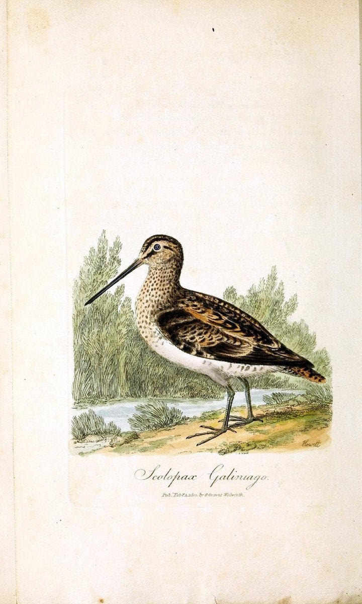 British ornithology :.London :Printed for the author by W. and S. Graves and sold by Sherwood, Neely, and Jones,1821.  | Birds "Great Britain"  | Vintage Print Reproduction 464548