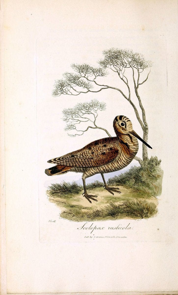 British ornithology :.London :Printed for the author by W. and S. Graves and sold by Sherwood, Neely, and Jones,1821.  | Birds "Great Britain"  | Vintage Print Reproduction 464549