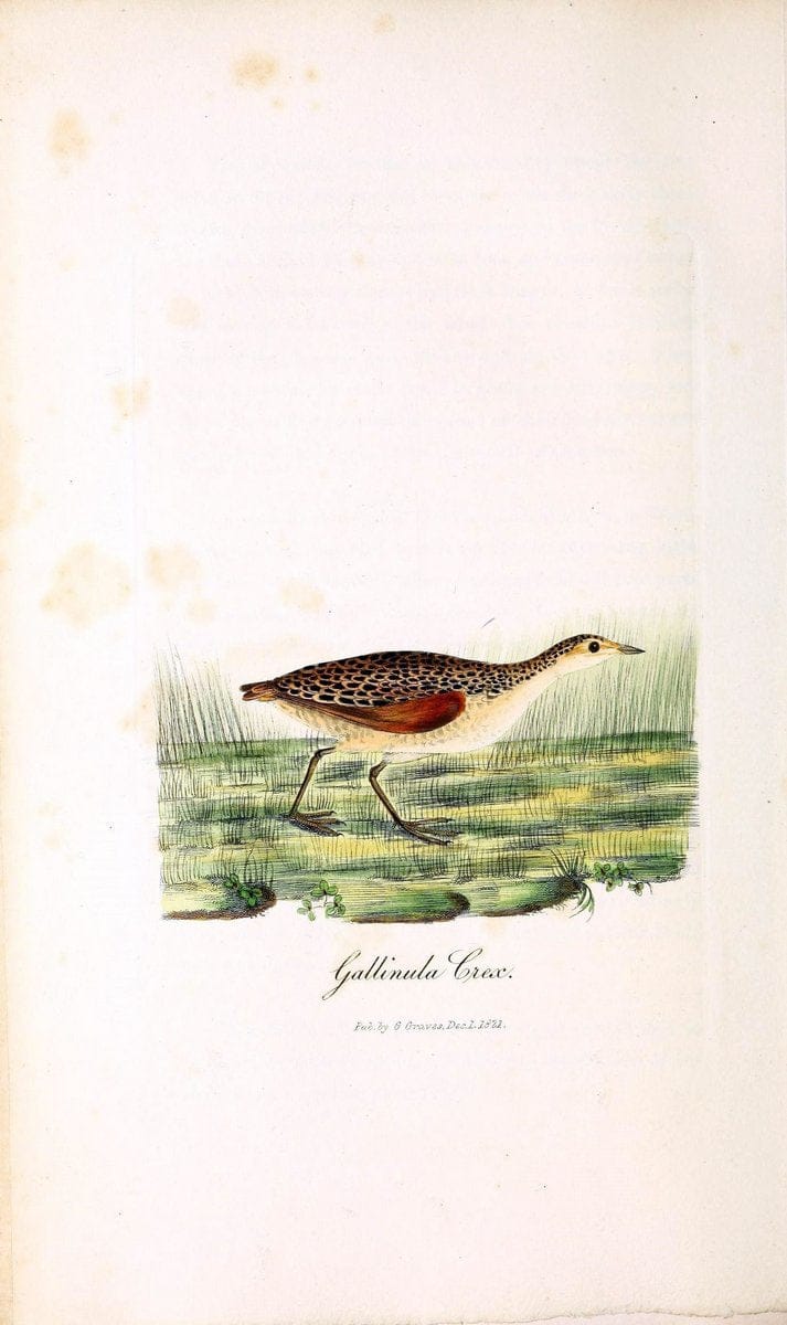 British ornithology :.London :Printed for the author by W. and S. Graves and sold by Sherwood, Neely, and Jones,1821.  | Birds "Great Britain"  | Vintage Print Reproduction 464550