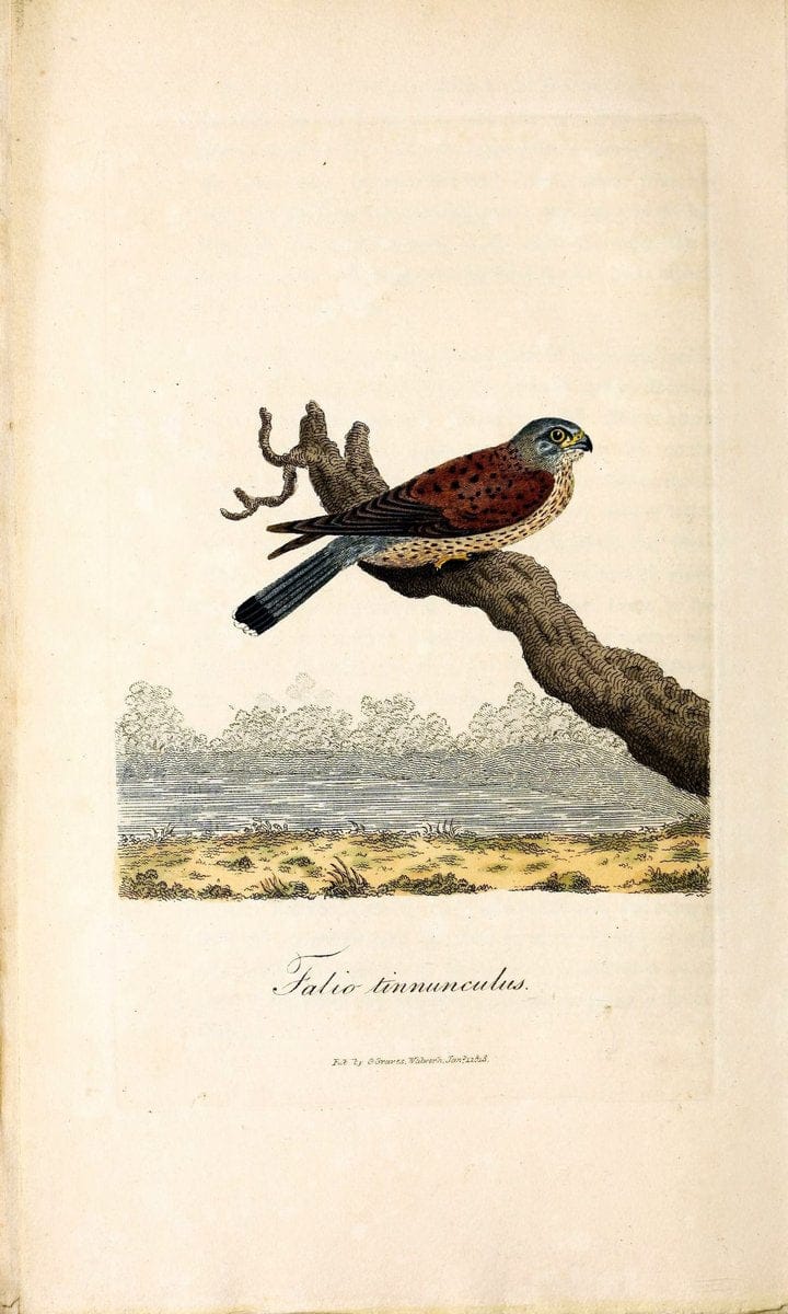 British ornithology :.London :Printed for the author by W. and S. Graves and sold by Sherwood, Neely, and Jones,1821.  | Birds "Great Britain"  | Vintage Print Reproduction 464552