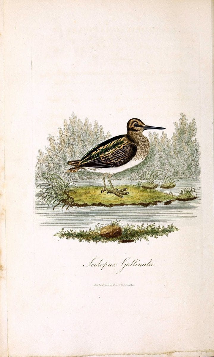 British ornithology :.London :Printed for the author by W. and S. Graves and sold by Sherwood, Neely, and Jones,1821.  | Birds "Great Britain"  | Vintage Print Reproduction 464553