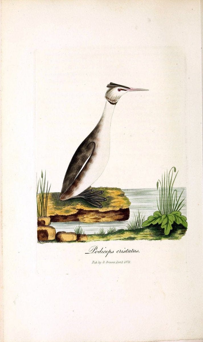 British ornithology :.London :Printed for the author by W. and S. Graves and sold by Sherwood, Neely, and Jones,1821.  | Birds "Great Britain"  | Vintage Print Reproduction 464555