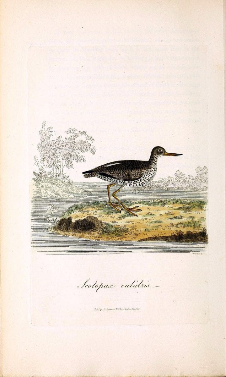 British ornithology :.London :Printed for the author by W. and S. Graves and sold by Sherwood, Neely, and Jones,1821.  | Birds "Great Britain"  | Vintage Print Reproduction 464556