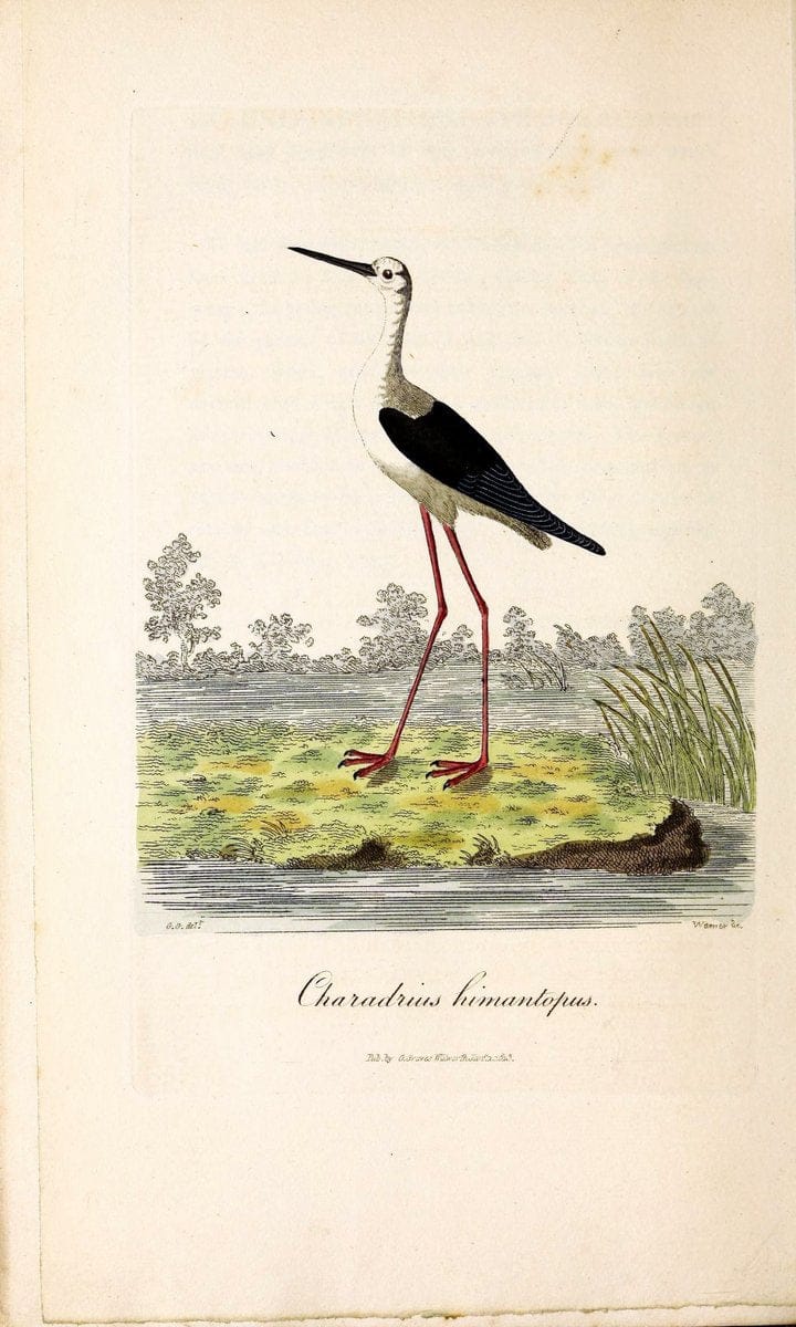 British ornithology :.London :Printed for the author by W. and S. Graves and sold by Sherwood, Neely, and Jones,1821.  | Birds "Great Britain"  | Vintage Print Reproduction 464561