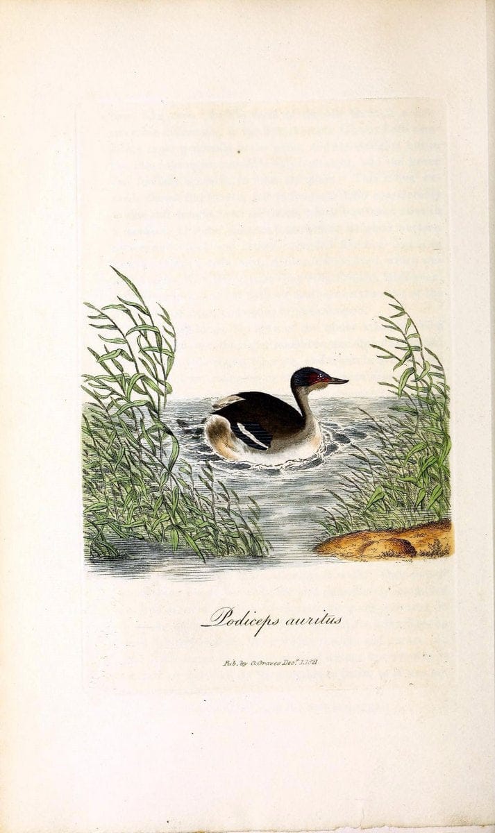 British ornithology :.London :Printed for the author by W. and S. Graves and sold by Sherwood, Neely, and Jones,1821.  | Birds "Great Britain"  | Vintage Print Reproduction 464562