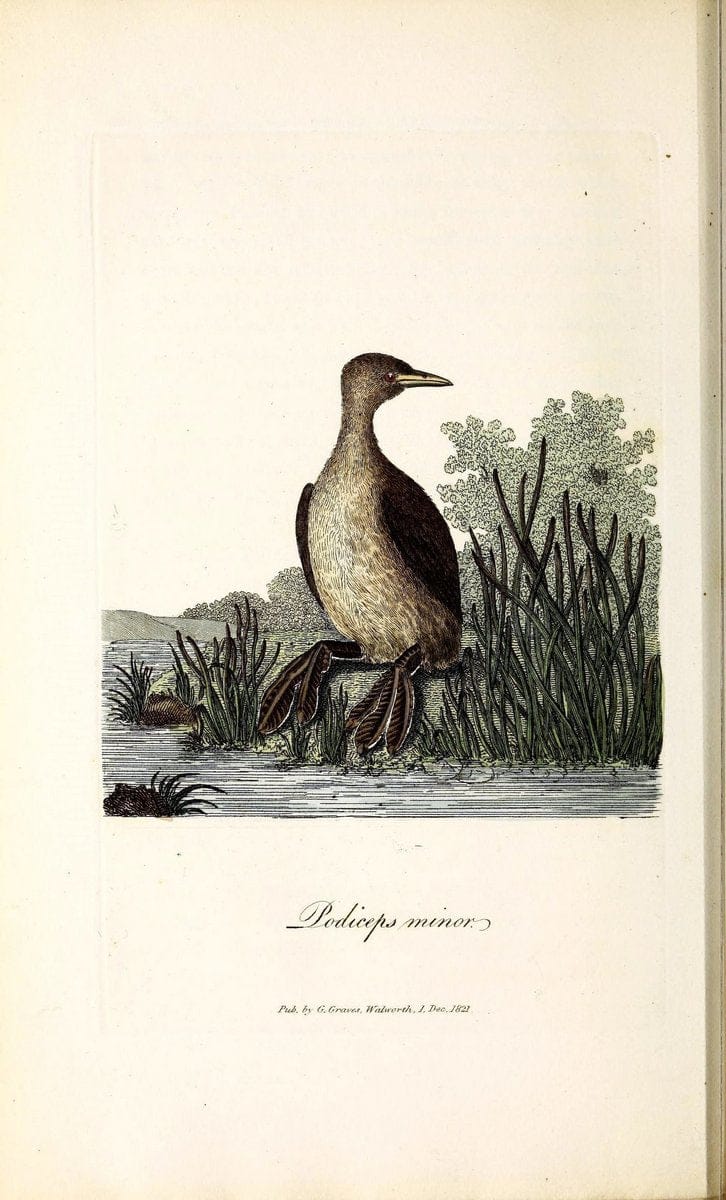 British ornithology :.London :Printed for the author by W. and S. Graves and sold by Sherwood, Neely, and Jones,1821.  | Birds "Great Britain"  | Vintage Print Reproduction 464563