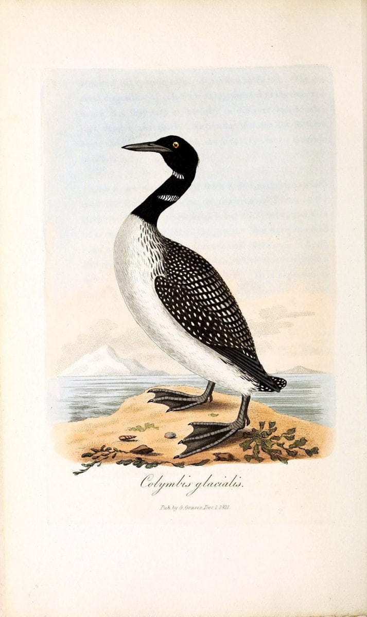 British ornithology :.London :Printed for the author by W. and S. Graves and sold by Sherwood, Neely, and Jones,1821.  | Birds "Great Britain"  | Vintage Print Reproduction 464564