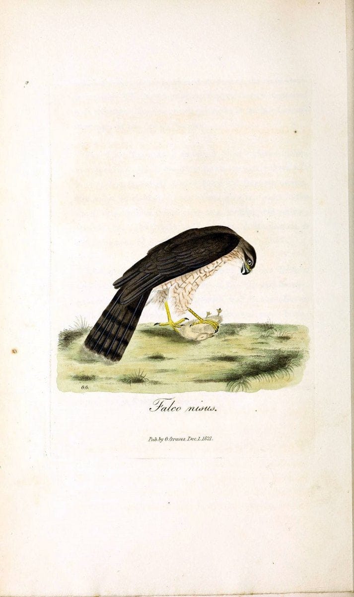 British ornithology :.London :Printed for the author by W. and S. Graves and sold by Sherwood, Neely, and Jones,1821.  | Birds "Great Britain"  | Vintage Print Reproduction 464566