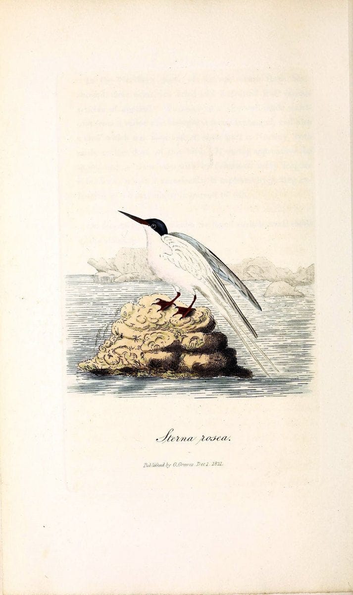 British ornithology :.London :Printed for the author by W. and S. Graves and sold by Sherwood, Neely, and Jones,1821.  | Birds "Great Britain"  | Vintage Print Reproduction 464568