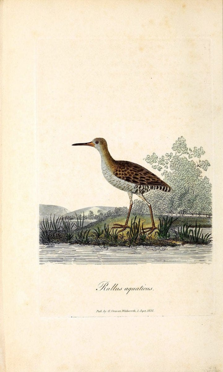 British ornithology :.London :Printed for the author by W. and S. Graves and sold by Sherwood, Neely, and Jones,1821.  | Birds "Great Britain"  | Vintage Print Reproduction 464569