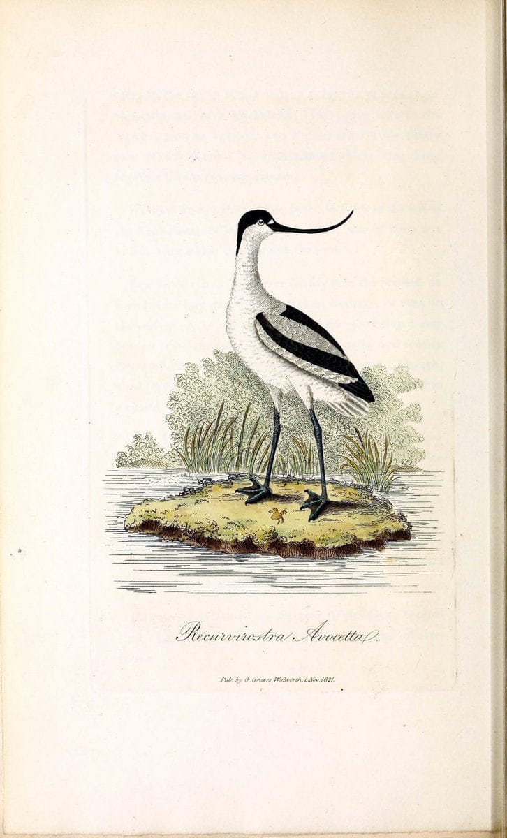British ornithology :.London :Printed for the author by W. and S. Graves and sold by Sherwood, Neely, and Jones,1821.  | Birds "Great Britain"  | Vintage Print Reproduction 464570