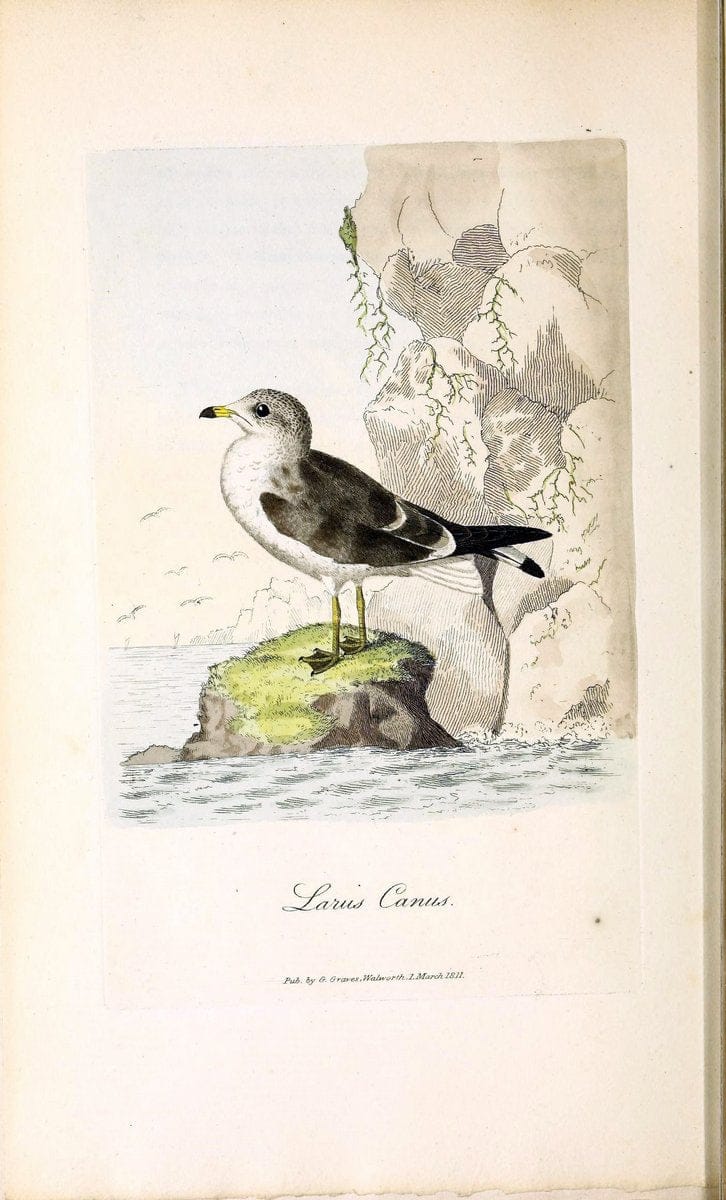 British ornithology :.London :Printed for the author by W. and S. Graves and sold by Sherwood, Neely, and Jones,1821.  | Birds "Great Britain"  | Vintage Print Reproduction 464572