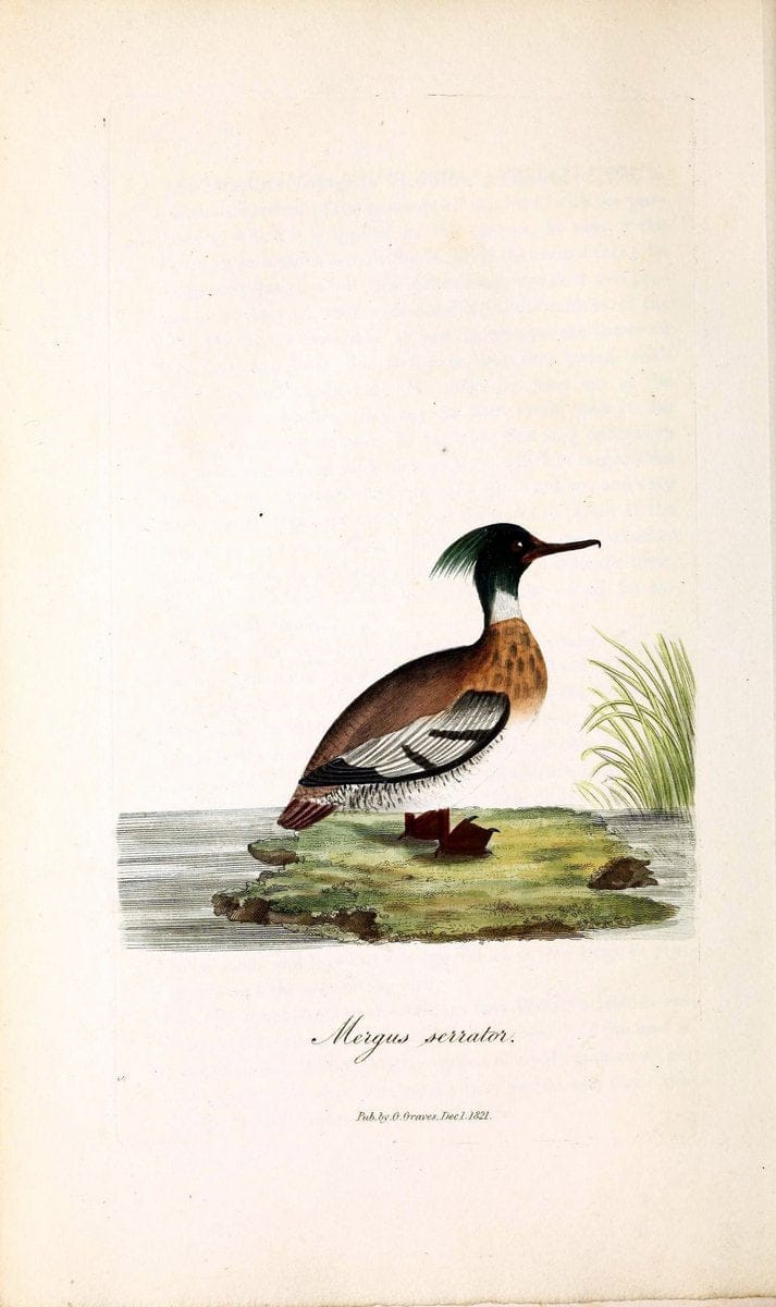 British ornithology :.London :Printed for the author by W. and S. Graves and sold by Sherwood, Neely, and Jones,1821.  | Birds "Great Britain"  | Vintage Print Reproduction 464574