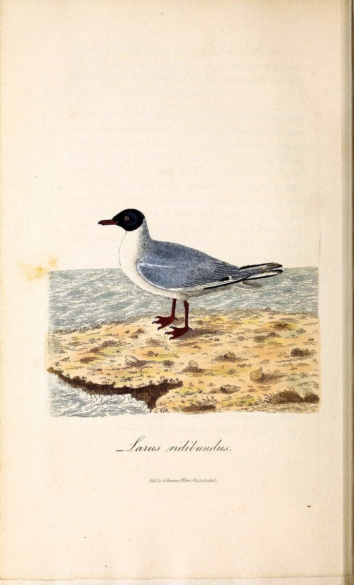 British ornithology :.London :Printed for the author by W. and S. Graves and sold by Sherwood, Neely, and Jones,1821.  | Birds "Great Britain"  | Vintage Print Reproduction 464575