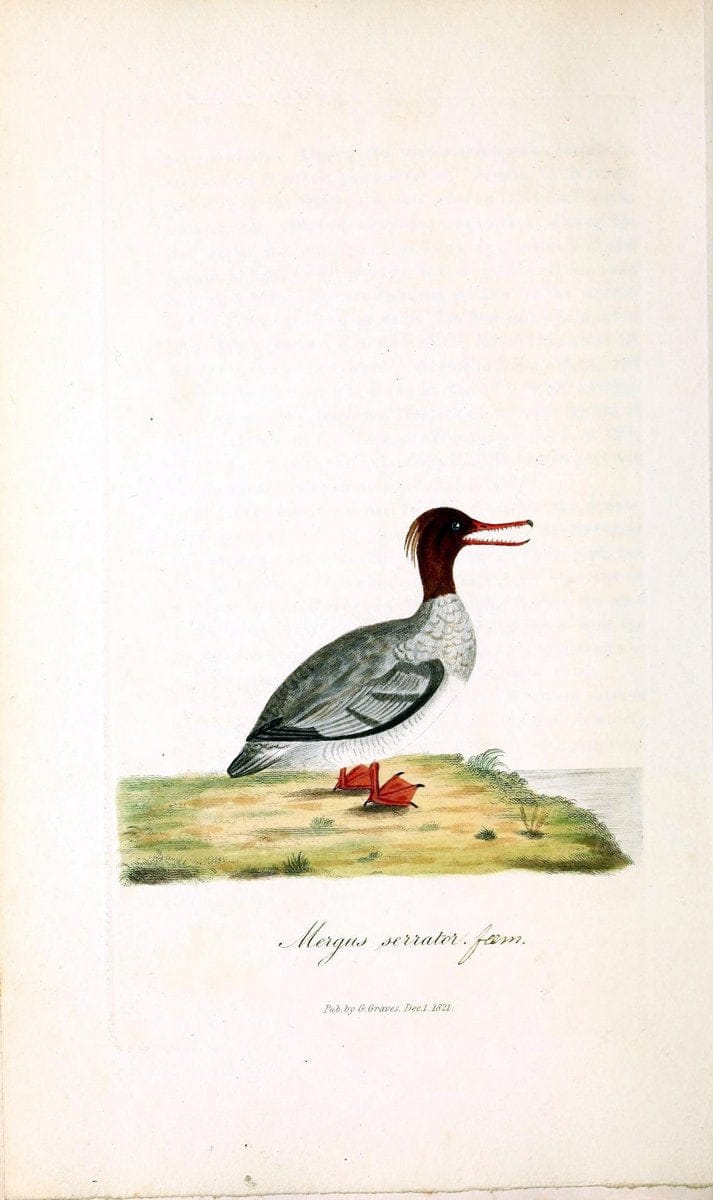 British ornithology :.London :Printed for the author by W. and S. Graves and sold by Sherwood, Neely, and Jones,1821.  | Birds "Great Britain"  | Vintage Print Reproduction 464577