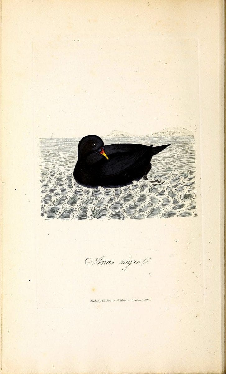 British ornithology :.London :Printed for the author by W. and S. Graves and sold by Sherwood, Neely, and Jones,1821.  | Birds "Great Britain"  | Vintage Print Reproduction 464579