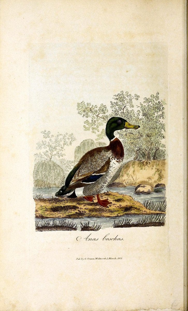 British ornithology :.London :Printed for the author by W. and S. Graves and sold by Sherwood, Neely, and Jones,1821.  | Birds "Great Britain"  | Vintage Print Reproduction 464583
