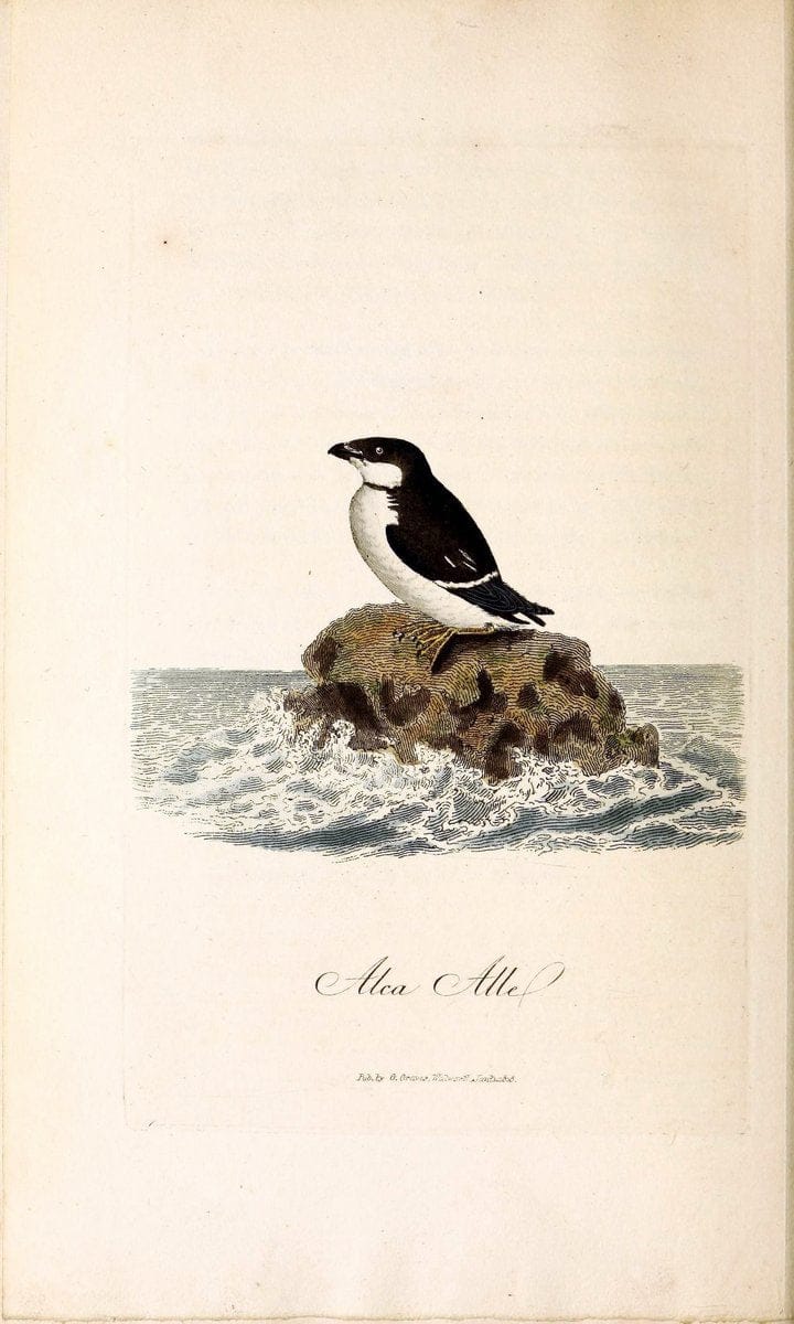 British ornithology :.London :Printed for the author by W. and S. Graves and sold by Sherwood, Neely, and Jones,1821.  | Birds "Great Britain"  | Vintage Print Reproduction 464584
