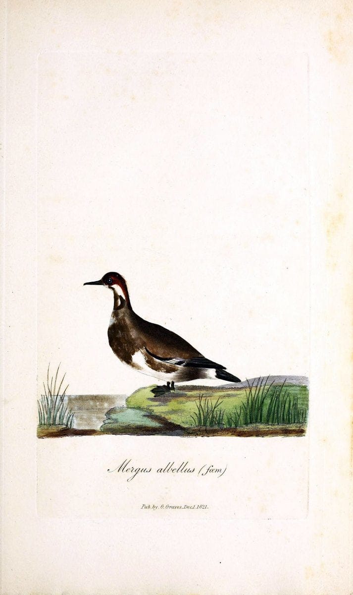 British ornithology :.London :Printed for the author by W. and S. Graves and sold by Sherwood, Neely, and Jones,1821.  | Birds "Great Britain"  | Vintage Print Reproduction 464585
