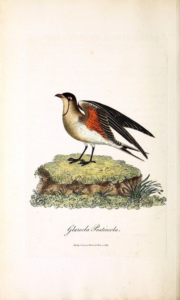 British ornithology :.London :Printed for the author by W. and S. Graves and sold by Sherwood, Neely, and Jones,1821.  | Birds "Great Britain"  | Vintage Print Reproduction 464587