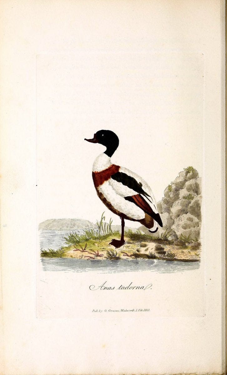 British ornithology :.London :Printed for the author by W. and S. Graves and sold by Sherwood, Neely, and Jones,1821.  | Birds "Great Britain"  | Vintage Print Reproduction 464588