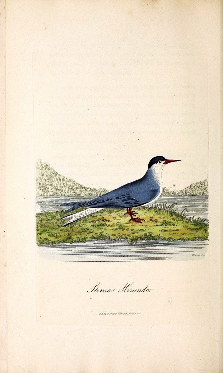British ornithology :.London :Printed for the author by W. and S. Graves and sold by Sherwood, Neely, and Jones,1821.  | Birds "Great Britain"  | Vintage Print Reproduction 464590