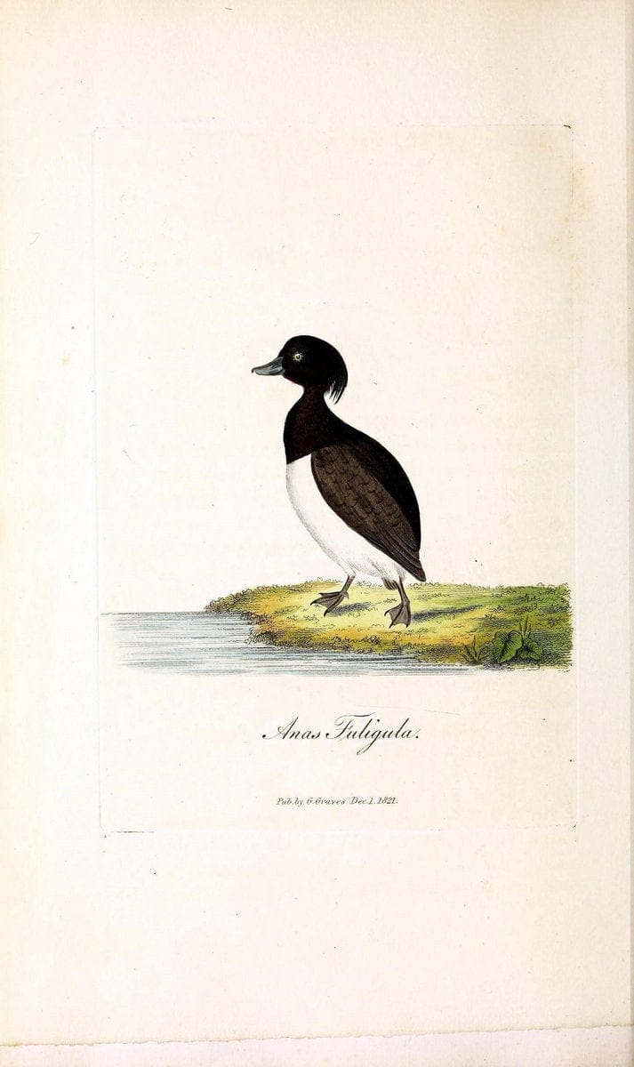 British ornithology :.London :Printed for the author by W. and S. Graves and sold by Sherwood, Neely, and Jones,1821.  | Birds "Great Britain"  | Vintage Print Reproduction 464592