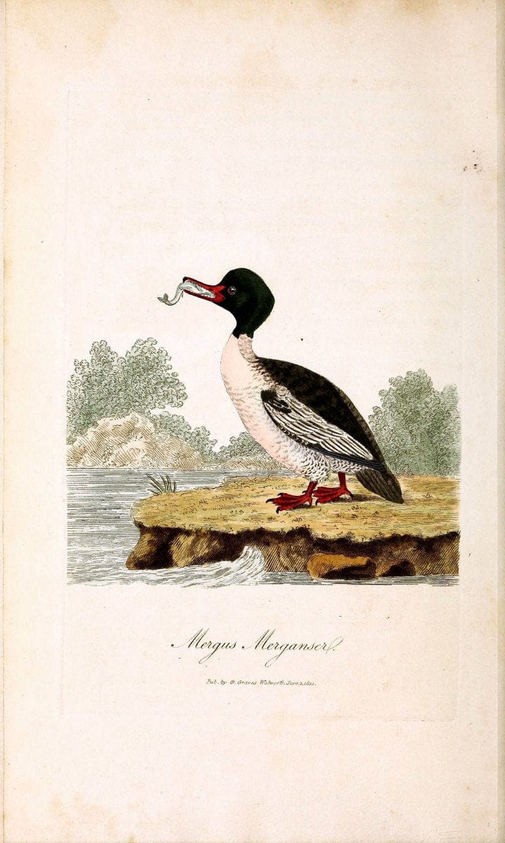 British ornithology :.London :Printed for the author by W. and S. Graves and sold by Sherwood, Neely, and Jones,1821.  | Birds "Great Britain"  | Vintage Print Reproduction 464593