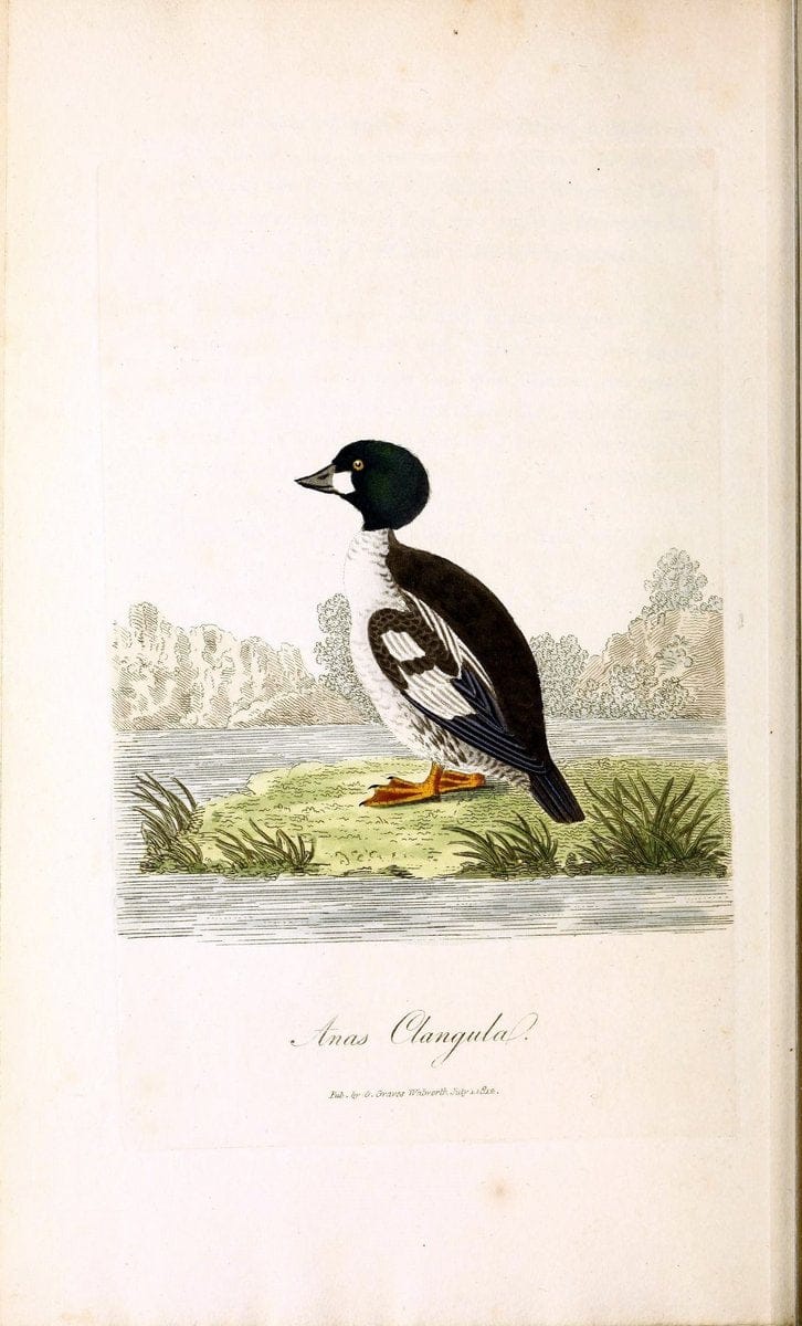 British ornithology :.London :Printed for the author by W. and S. Graves and sold by Sherwood, Neely, and Jones,1821.  | Birds "Great Britain"  | Vintage Print Reproduction 464594