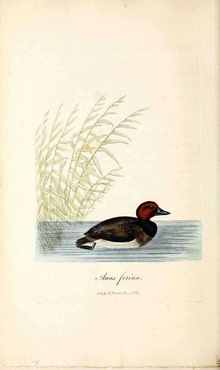 British ornithology :.London :Printed for the author by W. and S. Graves and sold by Sherwood, Neely, and Jones,1821.  | Birds "Great Britain"  | Vintage Print Reproduction 464595