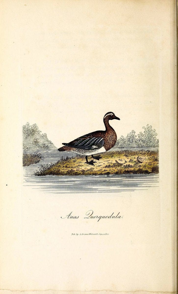 British ornithology :.London :Printed for the author by W. and S. Graves and sold by Sherwood, Neely, and Jones,1821.  | Birds "Great Britain"  | Vintage Print Reproduction 464596