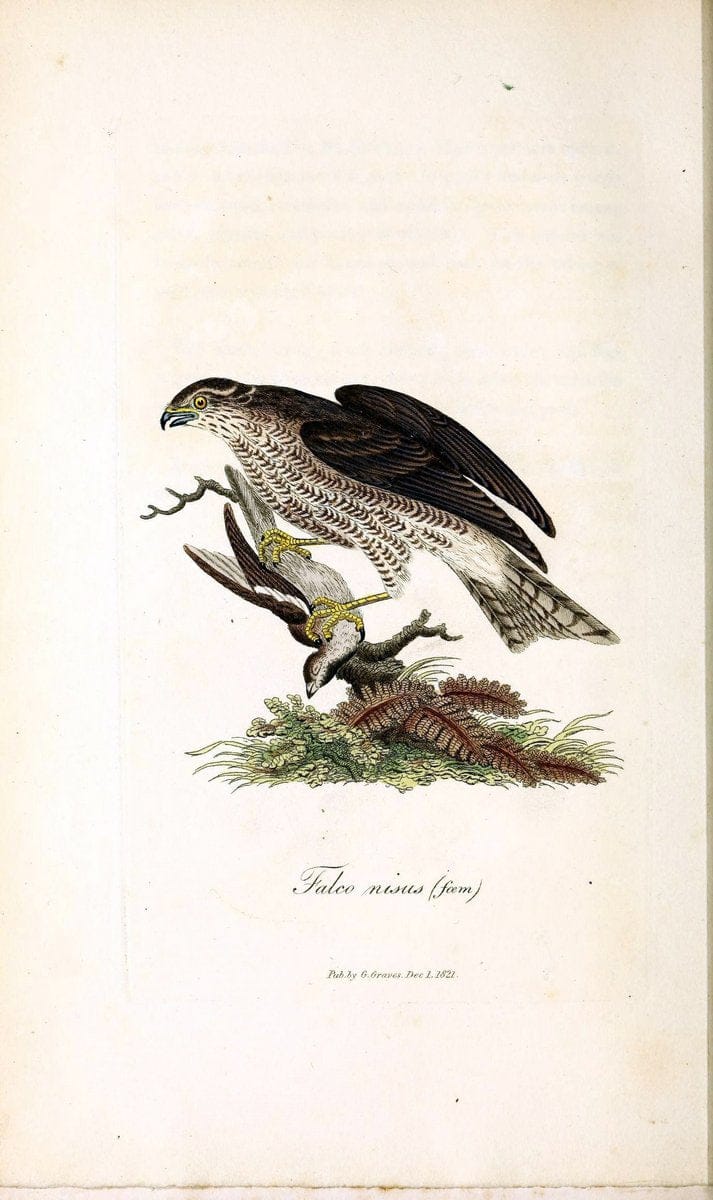 British ornithology :.London :Printed for the author by W. and S. Graves and sold by Sherwood, Neely, and Jones,1821.  | Birds "Great Britain"  | Vintage Print Reproduction 464597