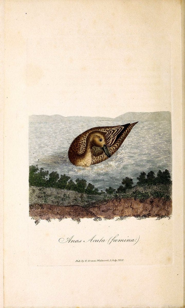 British ornithology :.London :Printed for the author by W. and S. Graves and sold by Sherwood, Neely, and Jones,1821.  | Birds "Great Britain"  | Vintage Print Reproduction 464600