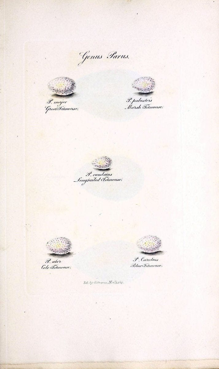 British ornithology :.London :Printed for the author by W. and S. Graves and sold by Sherwood, Neely, and Jones,1821.  | Birds "Great Britain"  | Vintage Print Reproduction 464603
