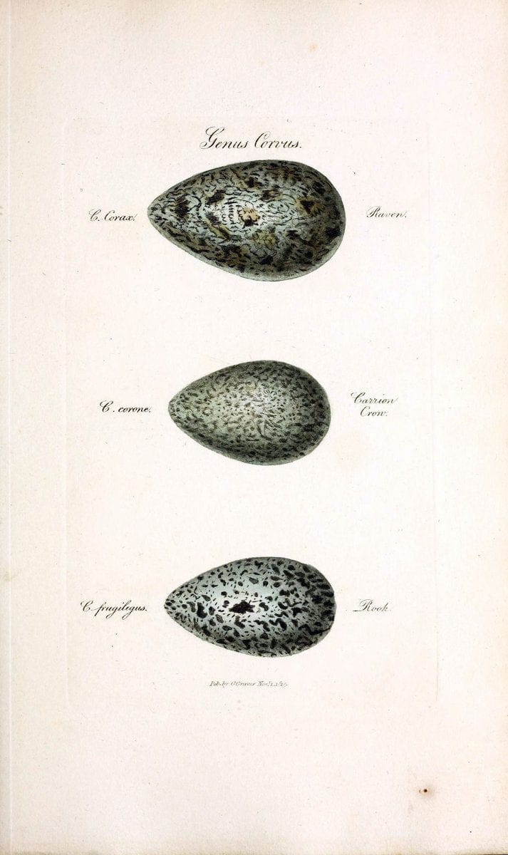 British ornithology :.London :Printed for the author by W. and S. Graves and sold by Sherwood, Neely, and Jones,1821.  | Birds "Great Britain"  | Vintage Print Reproduction 464604