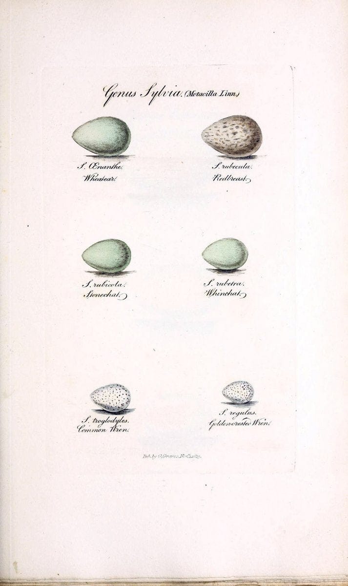 British ornithology :.London :Printed for the author by W. and S. Graves and sold by Sherwood, Neely, and Jones,1821.  | Birds "Great Britain"  | Vintage Print Reproduction 464610