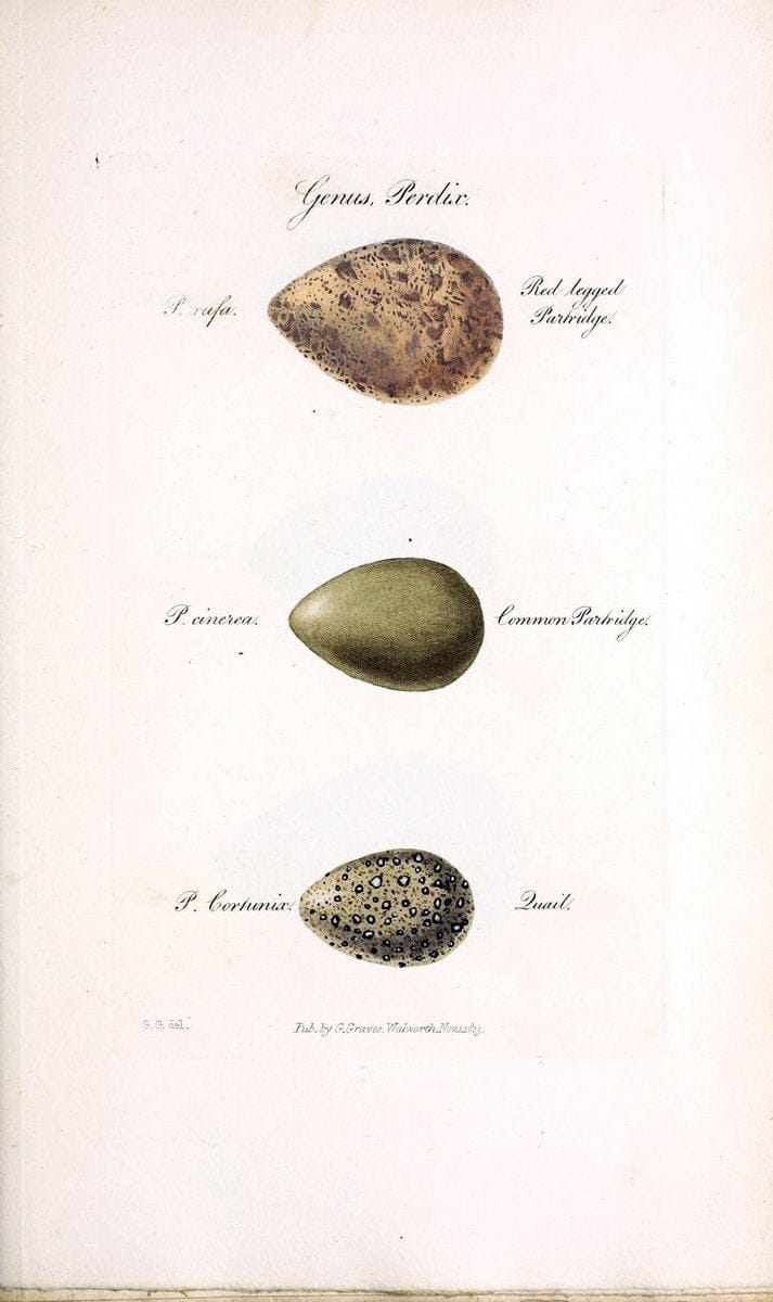 British ornithology :.London :Printed for the author by W. and S. Graves and sold by Sherwood, Neely, and Jones,1821.  | Birds "Great Britain"  | Vintage Print Reproduction 464613