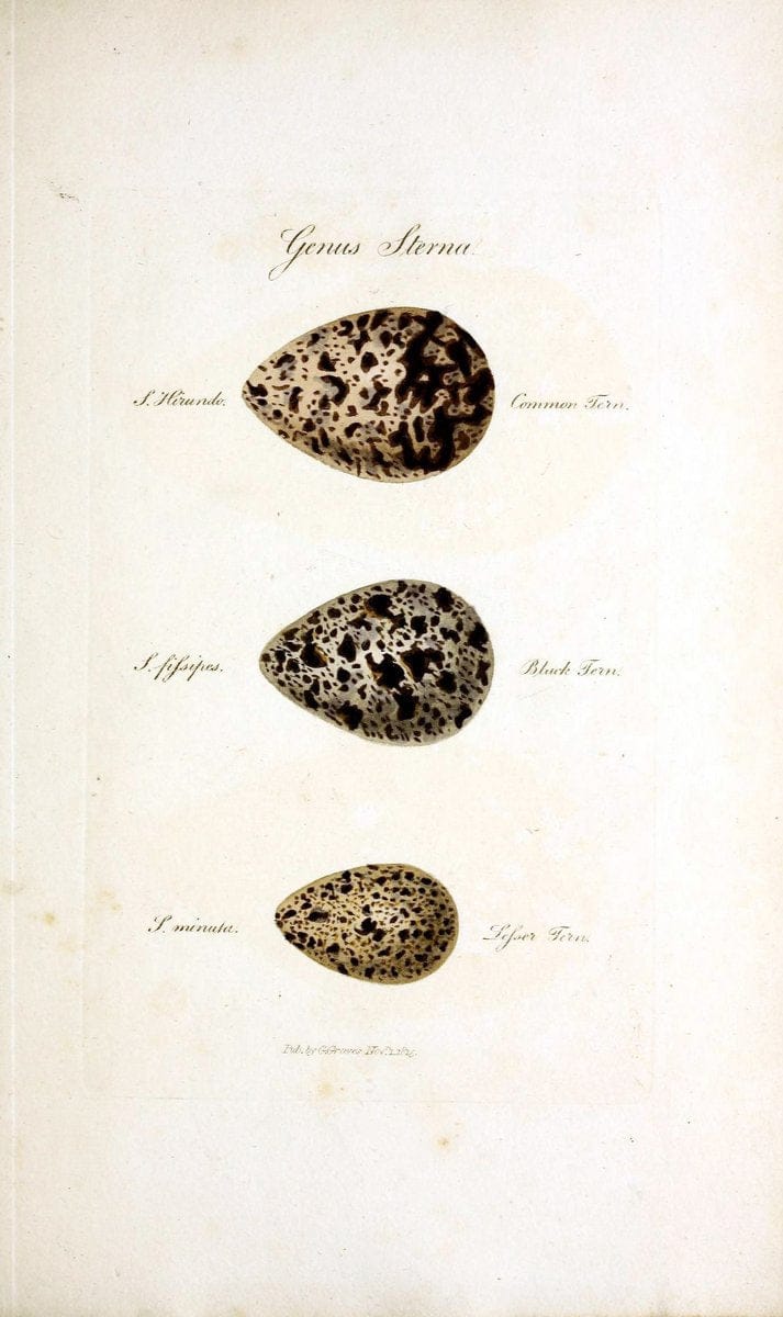 British ornithology :.London :Printed for the author by W. and S. Graves and sold by Sherwood, Neely, and Jones,1821.  | Birds "Great Britain"  | Vintage Print Reproduction 464618