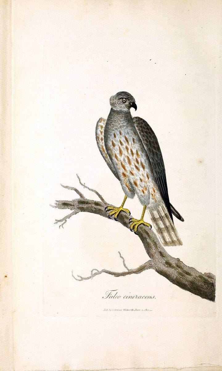 British ornithology :.London :Printed for the author by W. and S. Graves and sold by Sherwood, Neely, and Jones,1821.  | Birds "Great Britain"  | Vintage Print Reproduction 464620