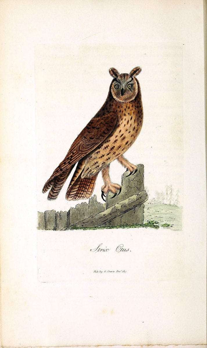 British ornithology :.London :Printed for the author by W. and S. Graves and sold by Sherwood, Neely, and Jones,1821.  | Birds "Great Britain"  | Vintage Print Reproduction 464622