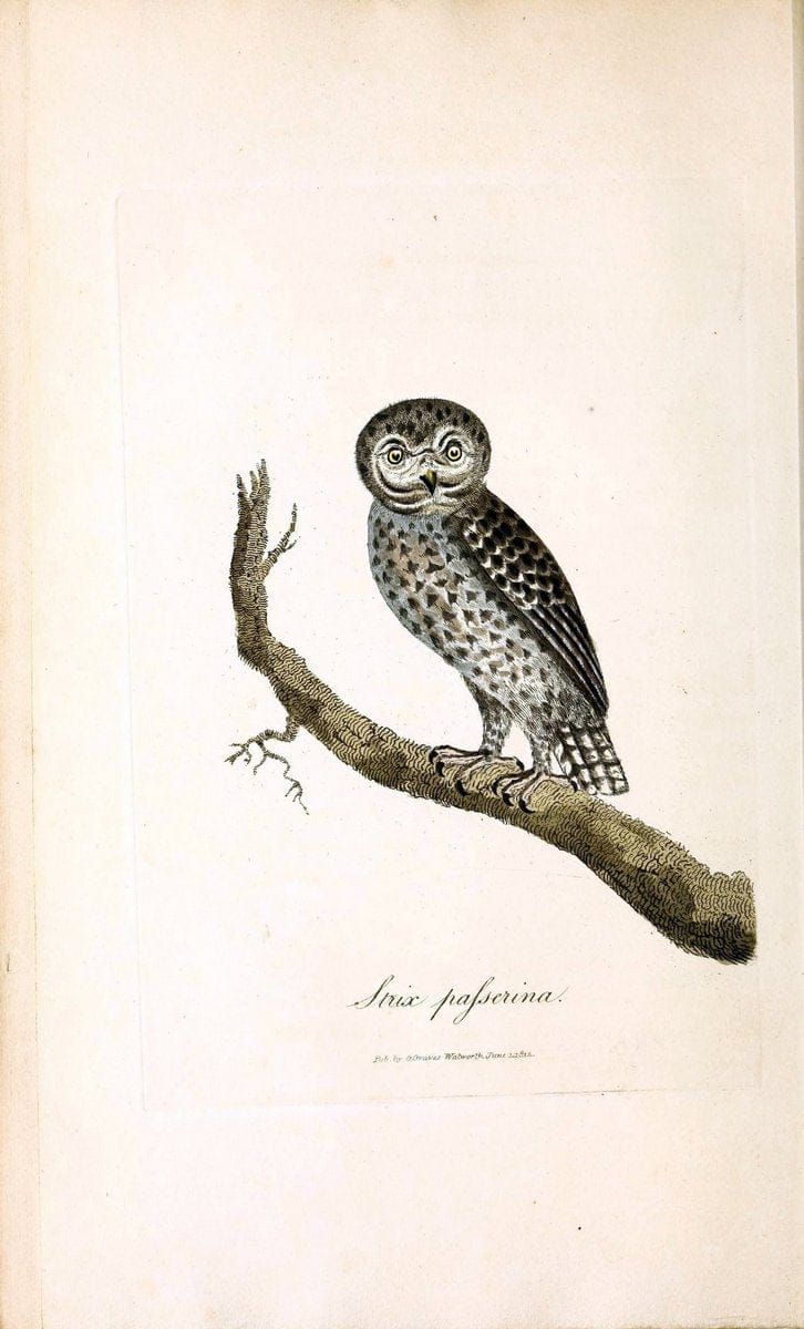 British ornithology :.London :Printed for the author by W. and S. Graves and sold by Sherwood, Neely, and Jones,1821.  | Birds "Great Britain"  | Vintage Print Reproduction 464625