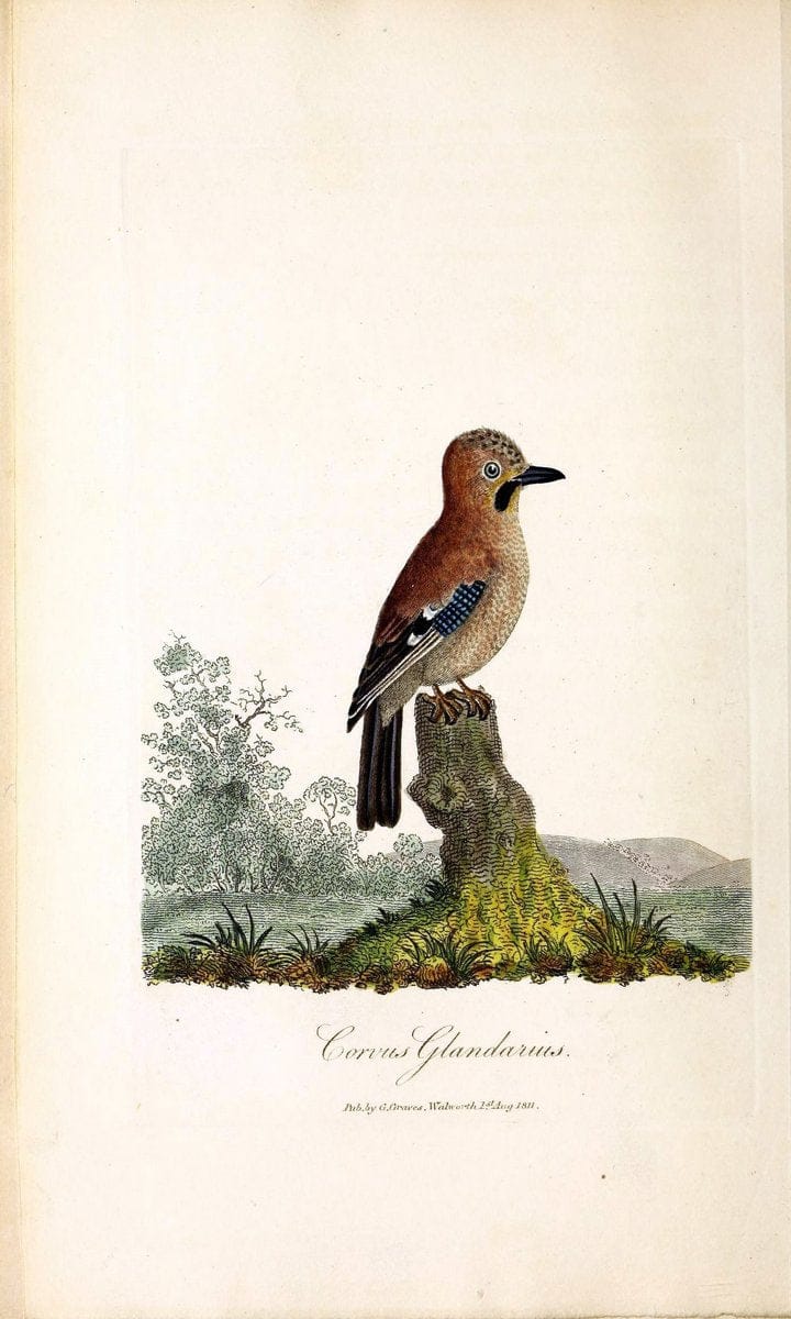 British ornithology :.London :Printed for the author by W. and S. Graves and sold by Sherwood, Neely, and Jones,1821.  | Birds "Great Britain"  | Vintage Print Reproduction 464626
