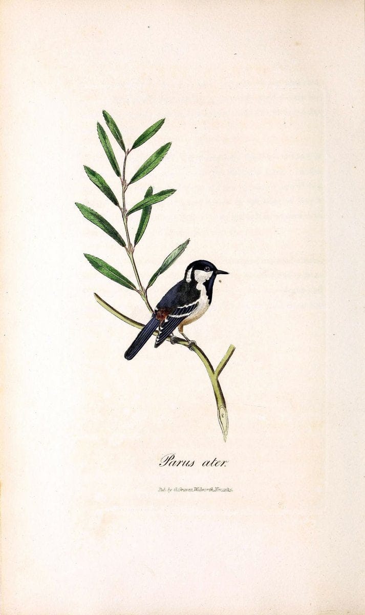 British ornithology :.London :Printed for the author by W. and S. Graves and sold by Sherwood, Neely, and Jones,1821.  | Birds "Great Britain"  | Vintage Print Reproduction 464627