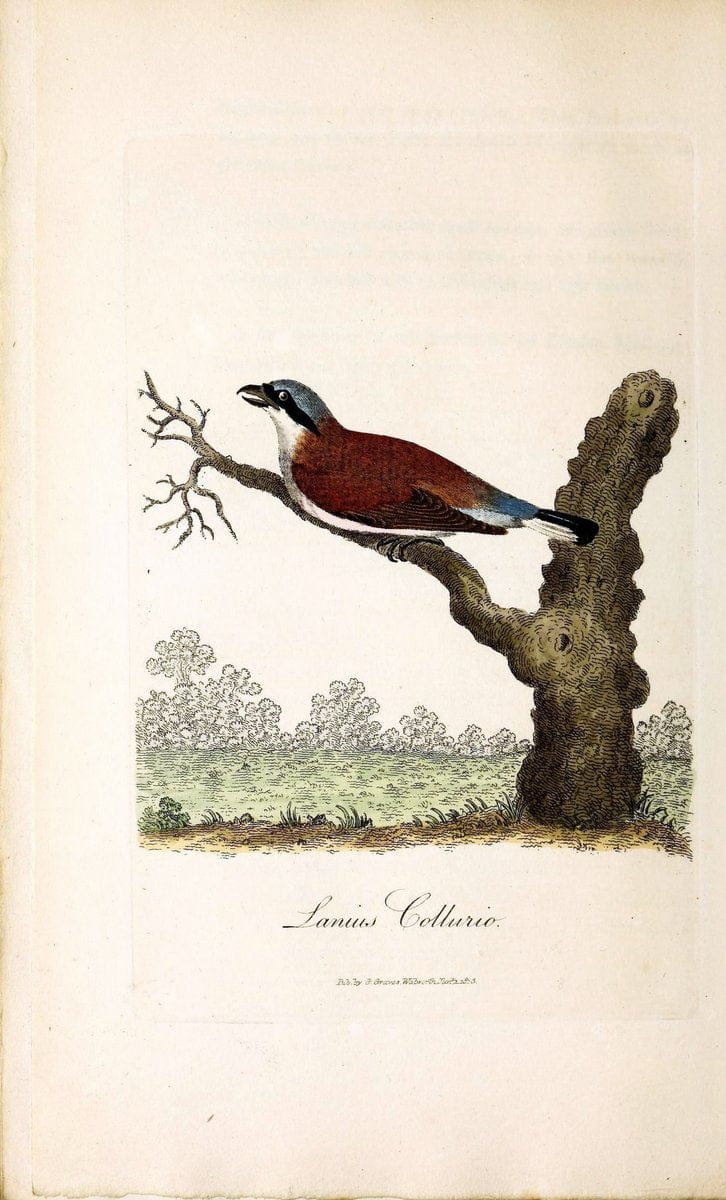 British ornithology :.London :Printed for the author by W. and S. Graves and sold by Sherwood, Neely, and Jones,1821.  | Birds "Great Britain"  | Vintage Print Reproduction 464628