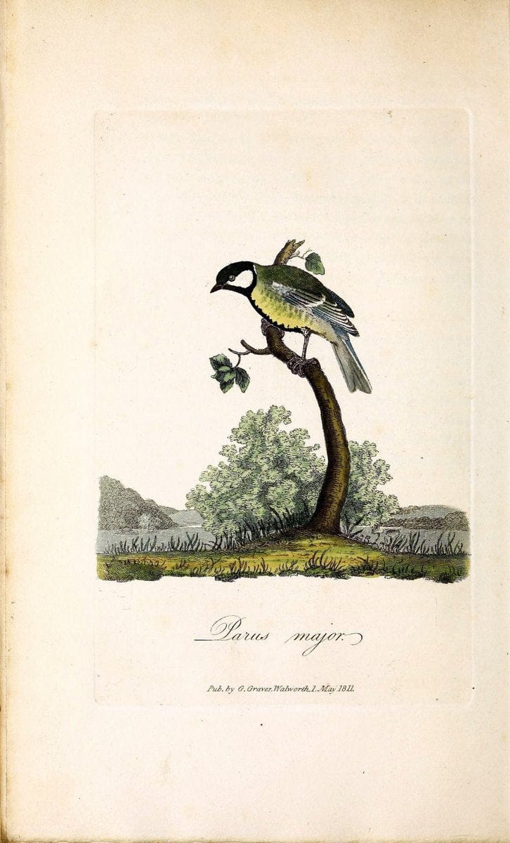 British ornithology :.London :Printed for the author by W. and S. Graves and sold by Sherwood, Neely, and Jones,1821.  | Birds "Great Britain"  | Vintage Print Reproduction 464631